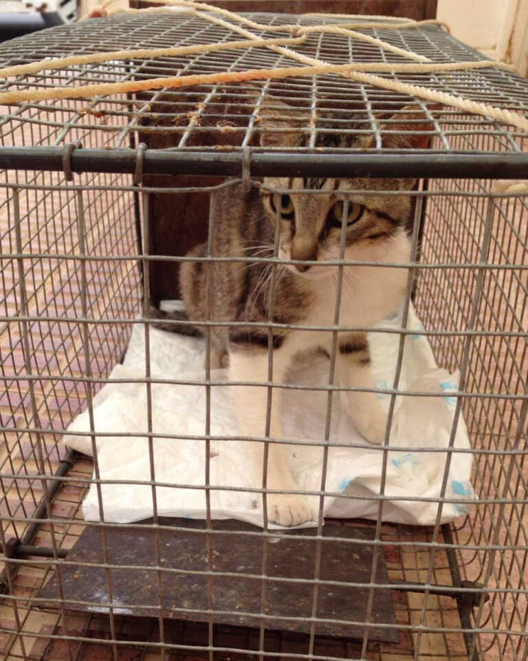 Massiv kastrering av katter i Torrevieja