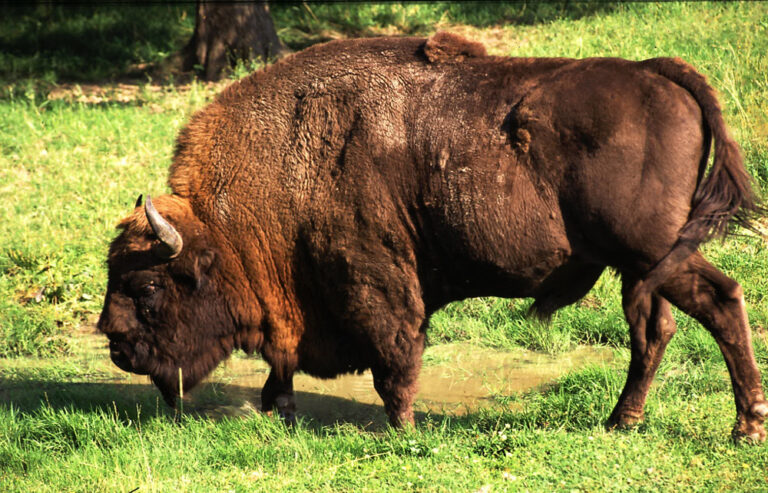 Bisonokse funnet drept i naturpark