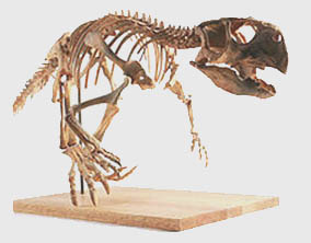 ornithischia.jpg Foto: Eksempel på dyr av typen fuglehoftedinosaur (ornithischia) som skal være funnet i Castellón.