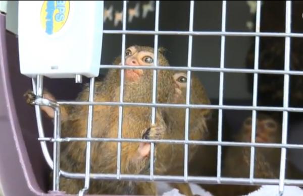   Foto: Politiets spesialenhet for miljøkriminalitet (Seprona) advarer mot smittefare hos ulovlig solgte callitrichidae-aper.