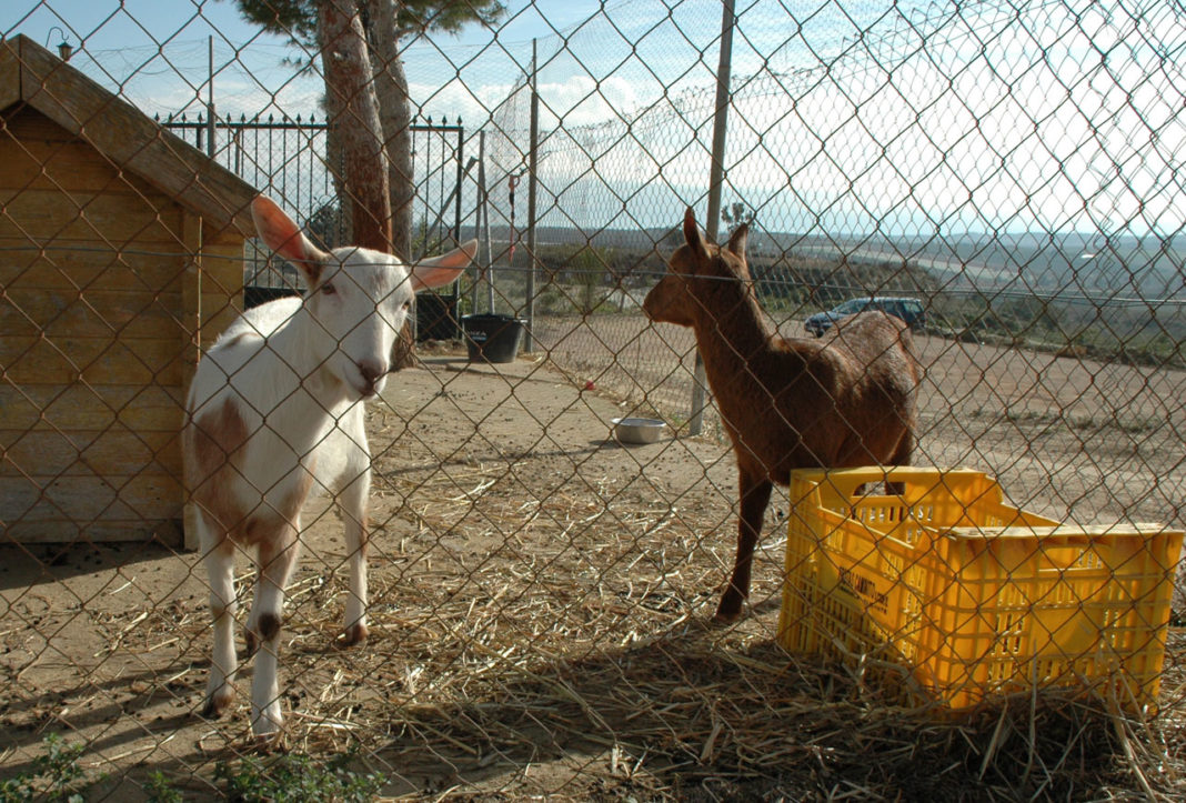 Også geitene trives på Lo Rufete utenfor San Miguel.