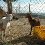 Alle-dyrene,-også-geitene,-trives-på-Lo-Rufete