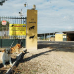 De-to-vakthundene-logrer-istedet-for-å-bjeffe-mot-gjester-som-ankommer