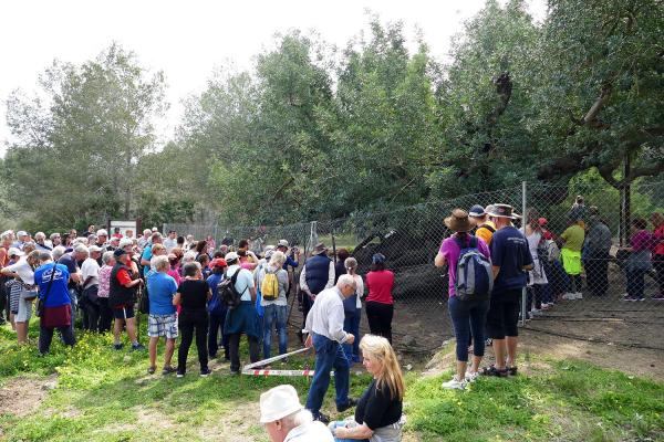 Foto: Naturinteresserte alfasinere betrakter det 700 til 900 år gamle johannesbrødtreet ved Foia Brell. Treet er regnet som det eldste i Comunidad Valenciana. 