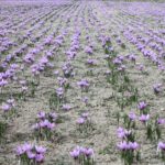 11131647 – saffron flowers on the field