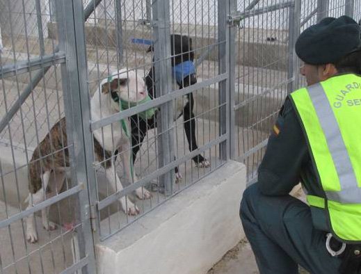 Eieren av hundene som drepte 75-åring må i fengsel