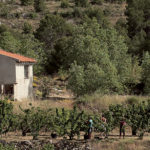 Moreller dyrkes i høyden i Alicante provinsen. Tar du deg turen til landsbyer som Cocentaine, Abdet etc, altså like ovenfor Guadalest er det lett å finne moreller du kan plukke rett fra trærne.