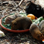 Terra Natura Benidorm