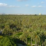 Elche_el_palmeral