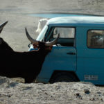 alicante-safari-aitana-DSC_5835