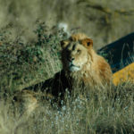 alicante-safari-aitana-DSC_5891