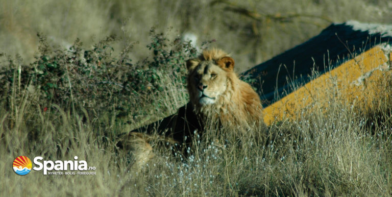 Safari Aitana, Safariopplevelse i spanske fjell