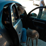 alicante-safari-aitanaDSC_5838