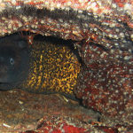 dykking-altea-morene