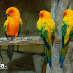 mundomar-benidorm-DSC_8514