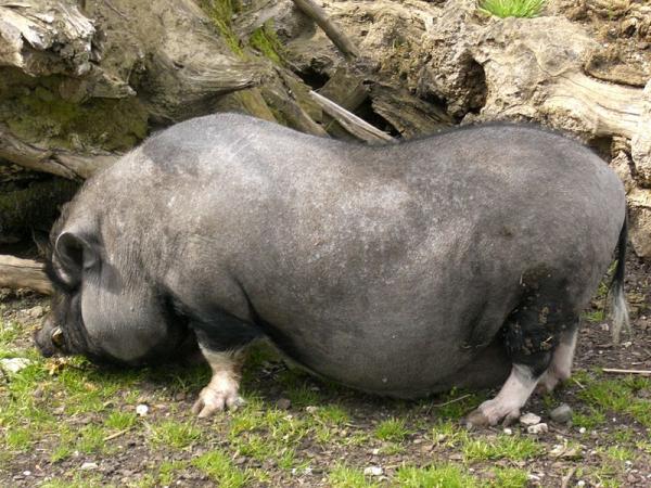 Foto: Vietnamesisk hengebuksvin (Sus scrofa domestica) skal ha blitt introdusert på Costa Blanca for flere år siden. Ved en feiltagelse skal grisen ha blitt sluppet fri i naturen og senere formert seg raskt (Illustrasjon).