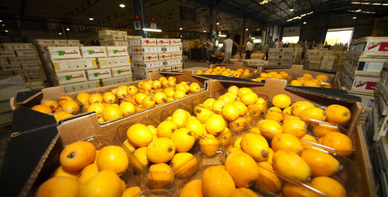 Årets nisperos kommer tidlig, unormalt høye temperaturer og tørge