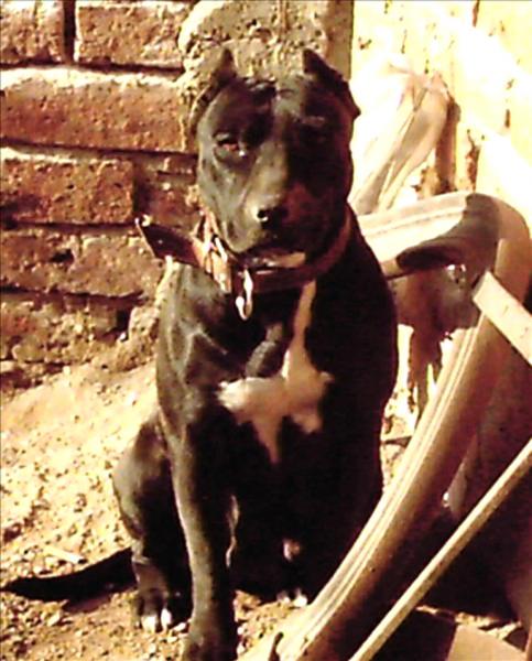 Foto: Hund av typen pitbull er ikke forbudt i Spania, men står på listen over såkalte “farlige hunder” (Illustrasjon).