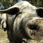 Her-spiser-man-alt-på-grisen,-til-og-med-trynet!