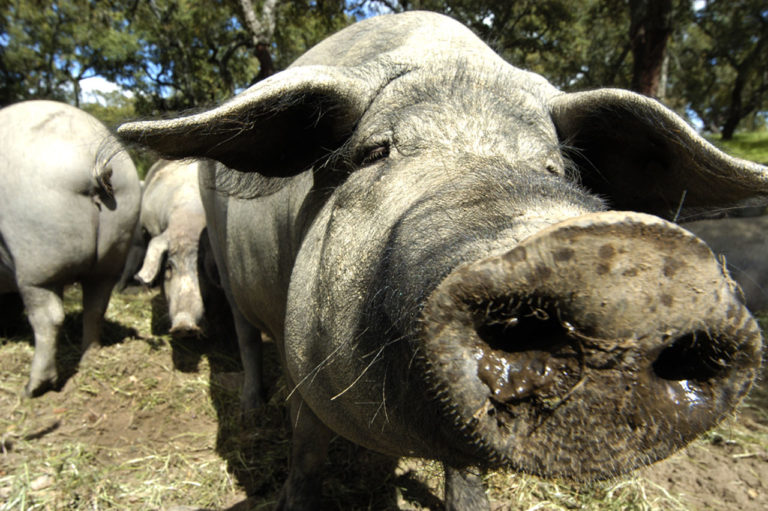 Andalucia: Sierra de Aracena og Los Picos de Aroche