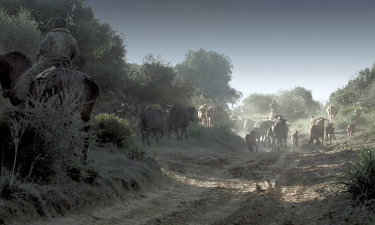 Når "los toros bravos" skal flyttes fra et beite til et annet, er det bare gamlemetoden med menn til hest som duger.