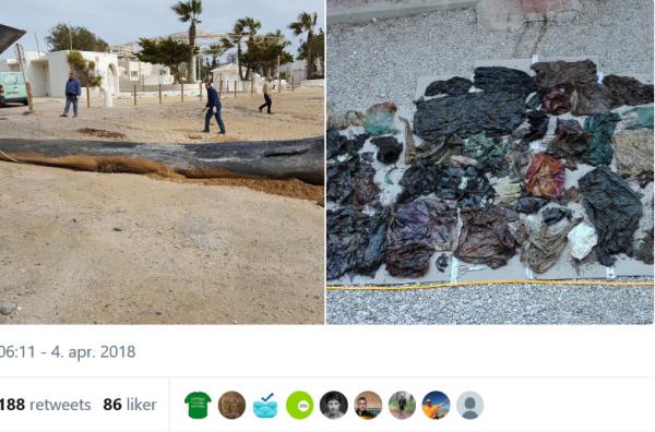 Foto: Plastavfall i sjøen er et voksende problem på verdensbasis. Obduksjonsrapporten til spermhvalen i Murcia viste at dyret døde som følge av komplikasjoner forbundet med plastavfallet. 