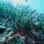 800px-Posidonia_oceanica_Portofino_01