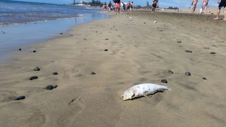 Død fisk flyter i land i Playa del Ingles