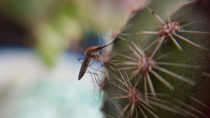 800px-Mosquito_y_cactus