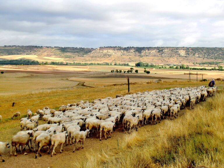 Bli sauegjeter på Gran Canaria!