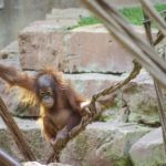 bioparc-fuengirola-orangutang