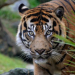 bioparc-fuengirola-tiger