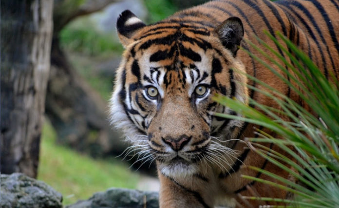 bioparc-fuengirola-tiger