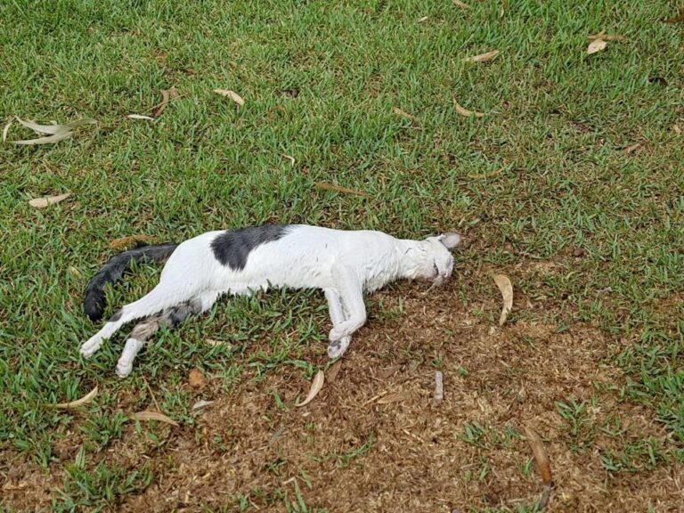 Etterforsker drap av katter i Orihuela Costa