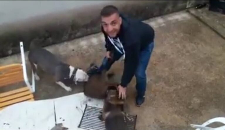 Smiler og ler mens hundene river levende villsvin i biter