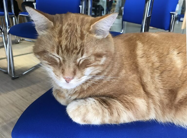 Kattene i Alfaz del Pi steriliseres