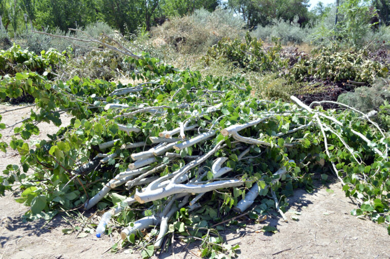 3000 Euro i bot for hageavfall på gata