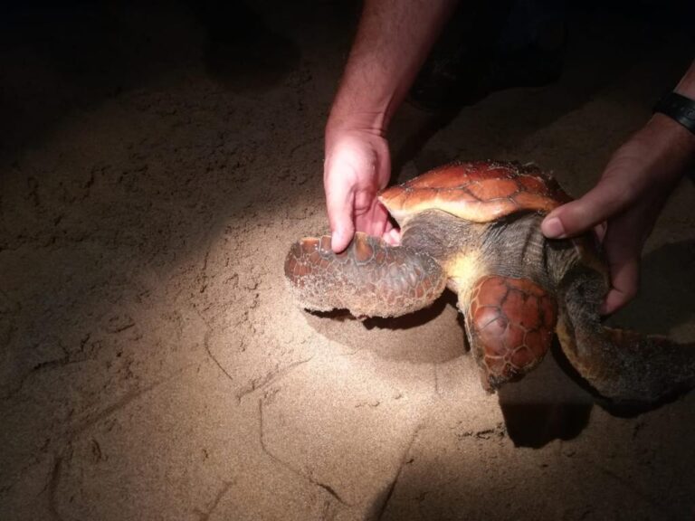 Reddet skilpadde på La Mata stranden i Torrevieja