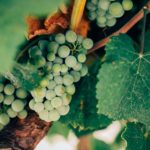 spania-største-produsent-druer