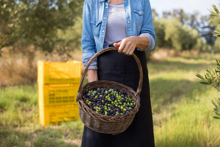 Oliven innhøsting – det grønne gullet