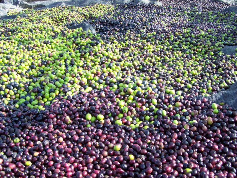 Trumps «EU-sanksjoner» vil koste Andalucia 315 millioner Euro