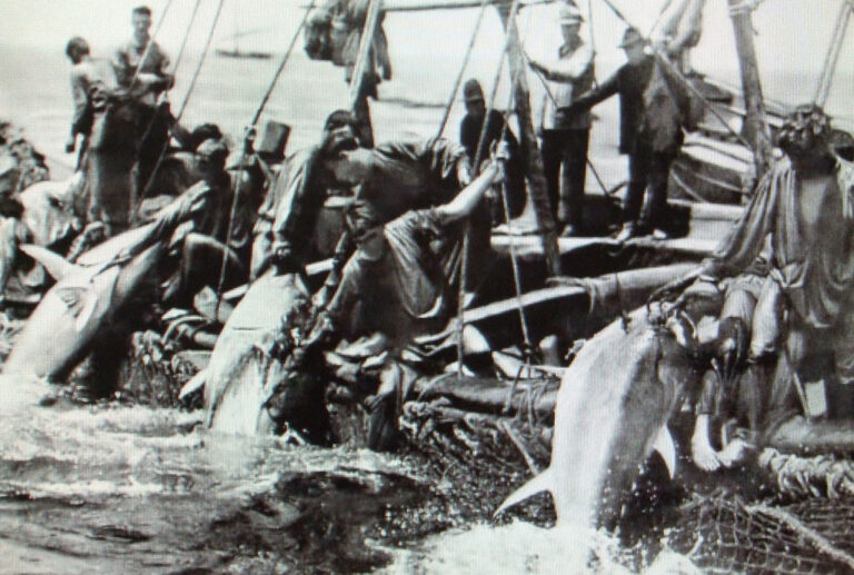 Benidorm får maritimt museum