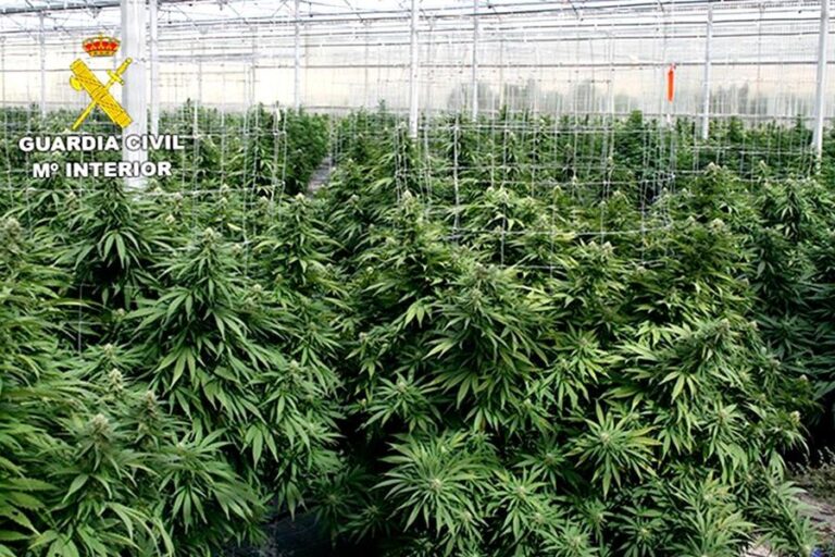 Væpnet Cannabisbande i Alfaz del Pi