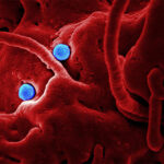 corona-virus-spania-norge