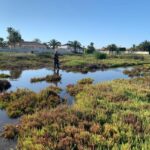 myggplage-torrevieja