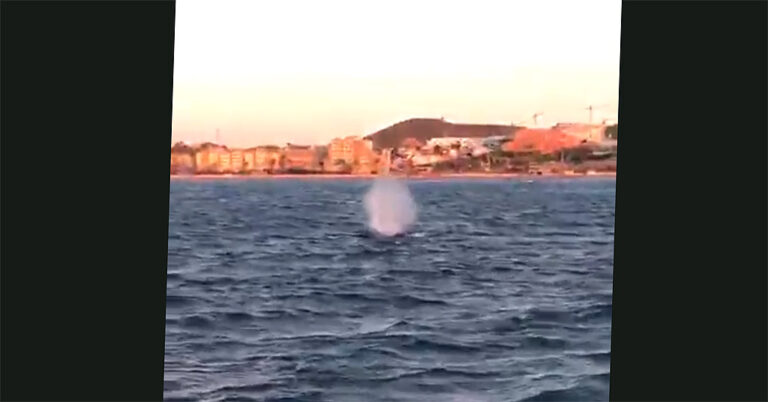 Hval utenfor stranden i Fuengirola