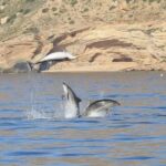 WhatsApp-Image-2020-05-06-at-19.14.13-1