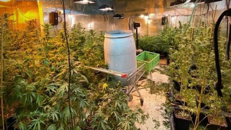 Alfaz del Pi: Solgte Marihuana over disk