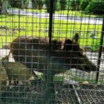 fanget-villsvin-marbella