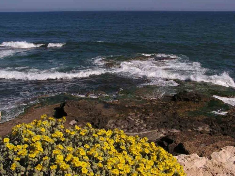 Beplanter strandlinjen i Torrevieja – vil stoppe erosjon